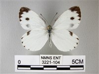 緣點白粉蝶藏品圖，第1張