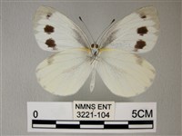 緣點白粉蝶藏品圖，第2張