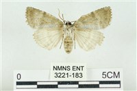 臺灣銀斑異波紋蛾藏品圖，第2張