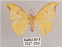 彎黑黃鉤蛾藏品圖，第1張