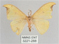 彎黑黃鉤蛾藏品圖，第2張