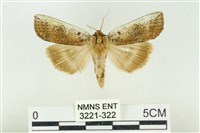 臺洒波紋蛾藏品圖，第1張