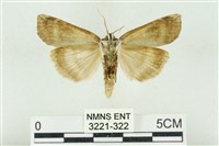 臺洒波紋蛾藏品圖，第2張