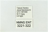 臺洒波紋蛾藏品圖，第3張