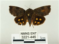 白星駝蛾藏品圖，第1張