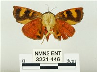 白星駝蛾藏品圖，第2張