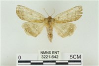 臺洒波紋蛾藏品圖，第1張