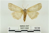 臺洒波紋蛾藏品圖，第2張