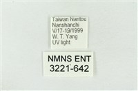 臺洒波紋蛾藏品圖，第3張