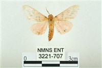 三條橙燈蛾藏品圖，第1張