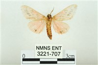 三條橙燈蛾藏品圖，第2張