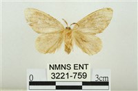 黑翅黃毒蛾藏品圖，第2張