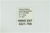 黑翅黃毒蛾藏品圖，第3張