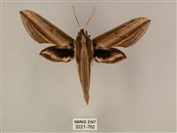 棕綠背線天蛾藏品圖，第1張