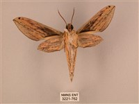 棕綠背線天蛾藏品圖，第2張