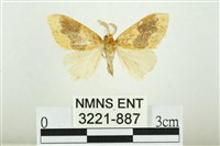 寬紋黃毒蛾藏品圖，第1張