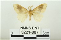 寬紋黃毒蛾藏品圖，第2張