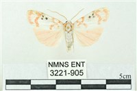 臺雪苔蛾藏品圖，第1張