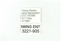 臺雪苔蛾藏品圖，第3張