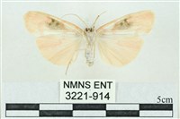 臺雪苔蛾藏品圖，第2張