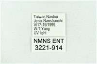 臺雪苔蛾藏品圖，第3張