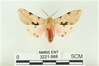 棍棒污燈蛾藏品圖，第1張