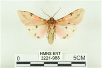 棍棒污燈蛾藏品圖，第2張