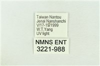 棍棒污燈蛾藏品圖，第3張