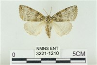 臺灣銀斑異波紋蛾藏品圖，第1張