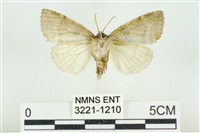 臺灣銀斑異波紋蛾藏品圖，第2張