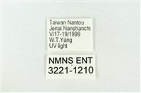 臺灣銀斑異波紋蛾藏品圖，第3張