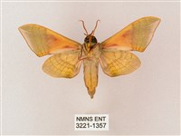 榆綠天蛾藏品圖，第2張