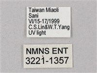 榆綠天蛾藏品圖，第3張