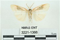 臺雪苔蛾藏品圖，第2張