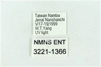 臺雪苔蛾藏品圖，第3張