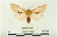 棍棒污燈蛾藏品圖，第1張