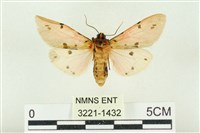 棍棒污燈蛾藏品圖，第2張