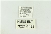 棍棒污燈蛾藏品圖，第3張