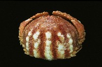 小型饅頭蟹藏品圖，第4張