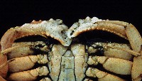 短刺筐形蟹藏品圖，第4張
