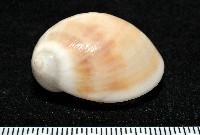 黑唇玉螺藏品圖，第3張