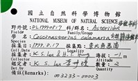 尖棘篩海盤車藏品圖，第16張