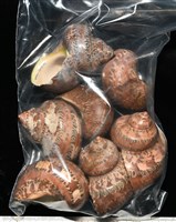 貓眼蠑螺藏品圖，第14張