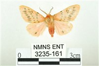 三條橙燈蛾藏品圖，第1張