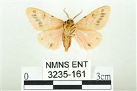 三條橙燈蛾藏品圖，第2張