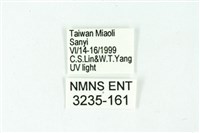 三條橙燈蛾藏品圖，第3張