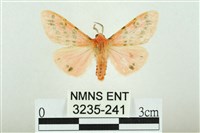 三條橙燈蛾藏品圖，第1張