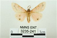 三條橙燈蛾藏品圖，第2張