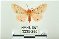 三條橙燈蛾藏品圖，第1張