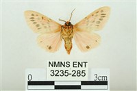 三條橙燈蛾藏品圖，第2張